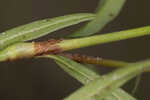 Bog smartweed